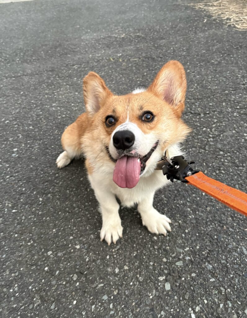 画像に alt 属性が指定されていません。ファイル名: IMG_6173_Original-1-796x1024.jpeg