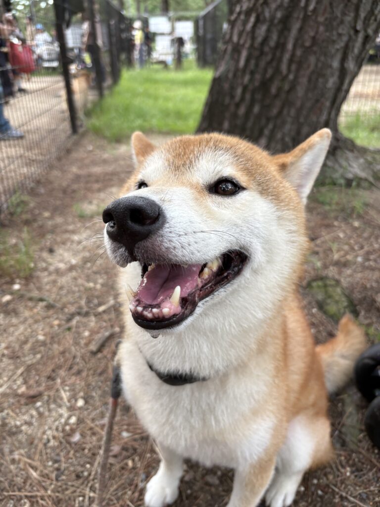 画像に alt 属性が指定されていません。ファイル名: IMG_7249-1-768x1024.jpeg